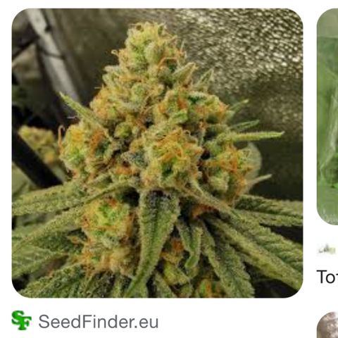 Tortoni growlog timeline photo