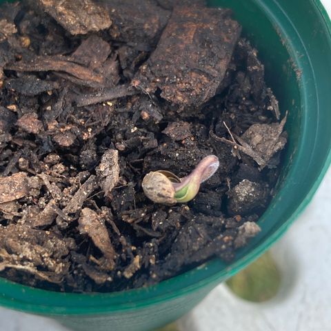Tortoni growlog photo: Friday June 9 after a full week en two days the leaves have appeared out of the shell one is struggling however all of them are feminised so I’ll be expecting great things from them however I let them enjoy the real deal sun before  seedling so i can introduce them to indoors they are not infected or anything once they go in the tent we check the PH LIGHT HEAT HUMIDITY DEHYDRATION AND SO MUCH MORE ….. thax 