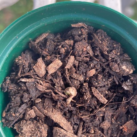 Tortoni growlog photo: Friday June 9 after a full week en two days the leaves have appeared out of the shell one is struggling however all of them are feminised so I’ll be expecting great things from them however I let them enjoy the real deal sun before  seedling so i can introduce them to indoors they are not infected or anything once they go in the tent we check the PH LIGHT HEAT HUMIDITY DEHYDRATION AND SO MUCH MORE ….. thax 