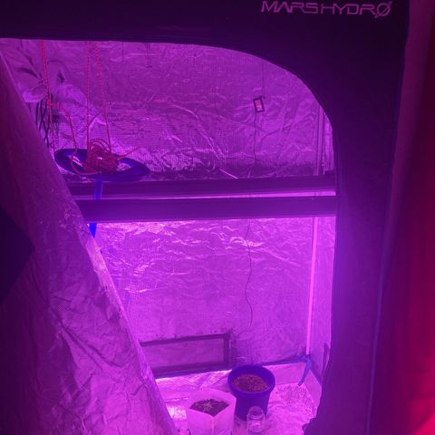 Tortoni growlog photo: Preparing testing this tent with those for a week for them as they are ment to be outstanding it’s 4 whites 4 pienk blues T5 80 and 54 watt With a good hum and temp and clock min and max checker thank you 420 dips for it works like bom and 