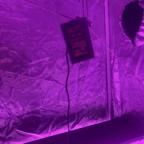 Tortoni growlog photo: Preparing testing this tent with those for a week for them as they are ment to be outstanding it’s 4 whites 4 pienk blues T5 80 and 54 watt With a good hum and temp and clock min and max checker thank you 420 dips for it works like bom and 