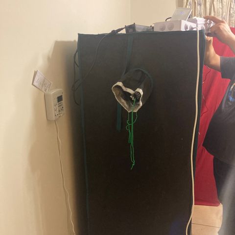 Tortoni growlog photo: ##will be neater ect by end of next week and then for them baby’s to go in Using a smart device to switch on and off where I am from controller to control the heat so less heat more light too much heat less light main light by me 
