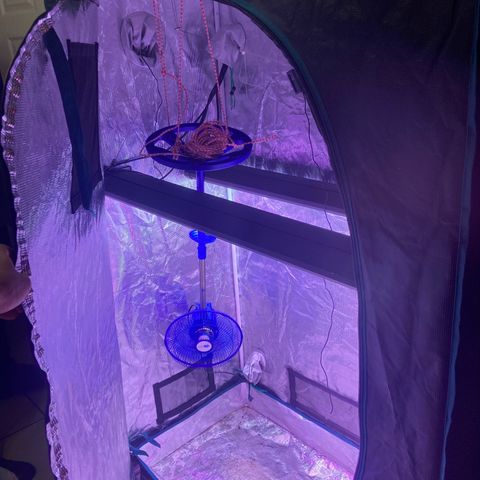 Tortoni growlog photo: Test runs for two weeks now when the when I come back everything original 3 female seeds go in the original fans clip on  and extractor will go in aswell as soon as the smell start as this was a trail run  for fresh air i the hole room closed 24/7 and with an aircone on 
