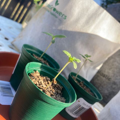 Tortoni growlog photo: At home at last Last dat in sun All 3 feminised ones survived the one weekend alone in the tent so last day of sun before going in turned out beautiful bought an extra one as a veg stage bit older same strain 