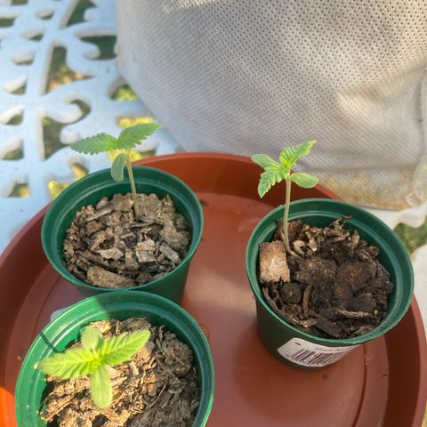 Tortoni growlog photo: At home at last Last dat in sun All 3 feminised ones survived the one weekend alone in the tent so last day of sun before going in turned out beautiful bought an extra one as a veg stage bit older same strain 
