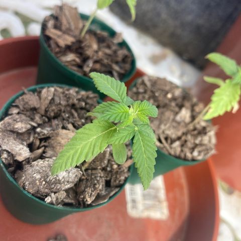 Tortoni growlog timeline photo