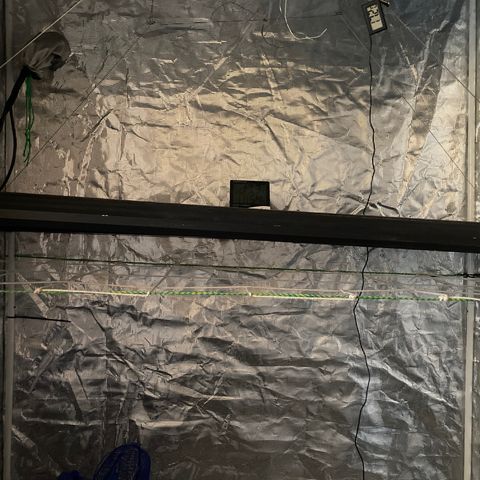 Tortoni growlog photo: Got more equipment but not needed at the moment next week I’ll be updating my fans and my extraction fan as the smell will start in about 1 month 