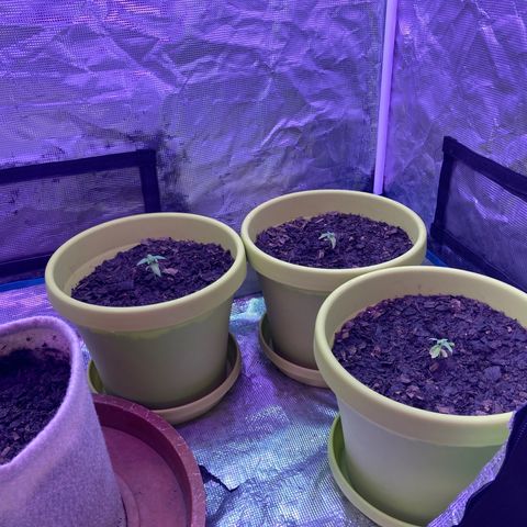 Tortoni growlog timeline photo