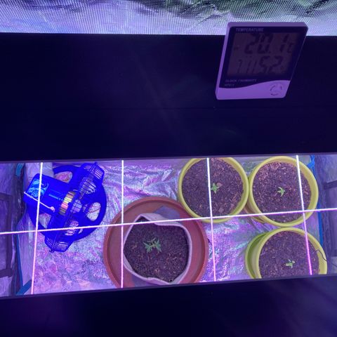Tortoni growlog timeline photo