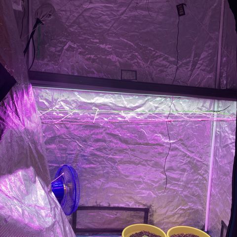 Tortoni growlog timeline photo