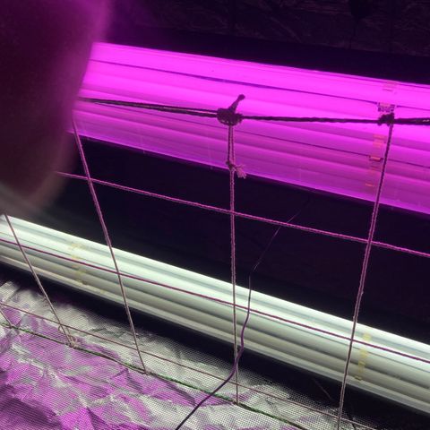Tortoni growlog timeline photo