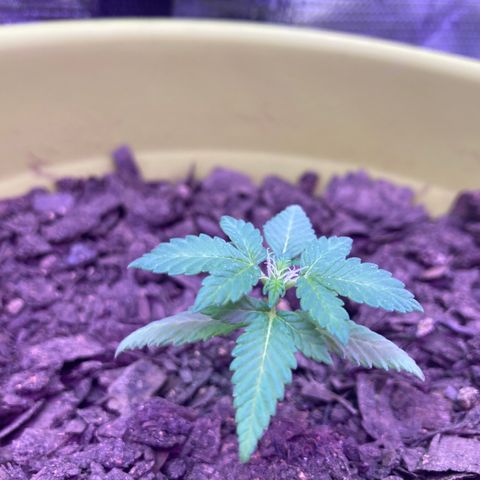Tortoni growlog timeline photo