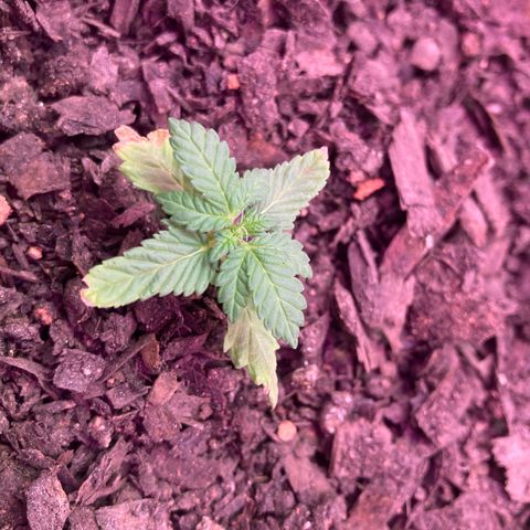 Tortoni growlog photo: All of them looking good see the white except for one day 33 