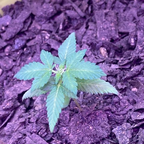 Tortoni growlog photo: All of them looking good see the white except for one day 33 