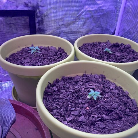 Tortoni growlog photo: All of them looking good see the white except for one day 33 
