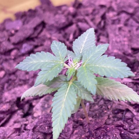 Tortoni growlog timeline photo