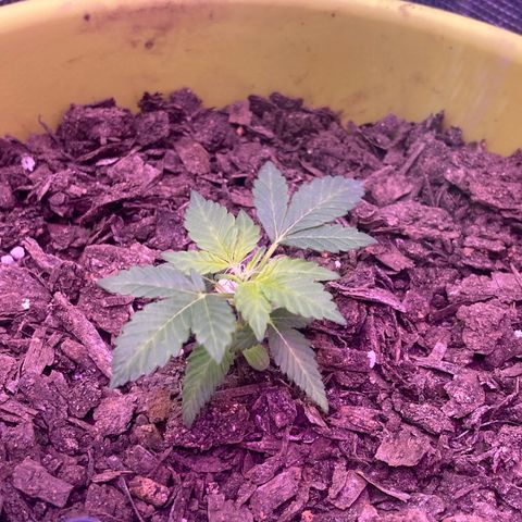 Tortoni growlog photo: Update 1 growing at a good paste 2 and 3 aswell all 3 female 