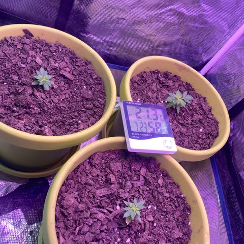 Tortoni growlog photo: Update 1 growing at a good paste 2 and 3 aswell all 3 female 