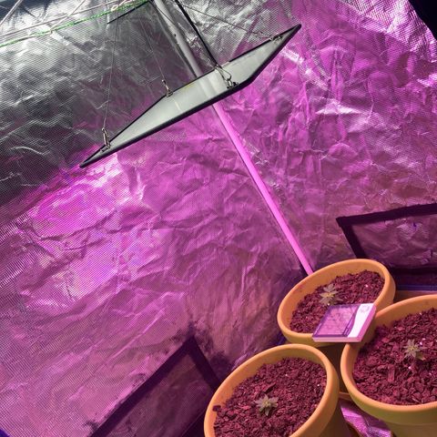Tortoni growlog timeline photo