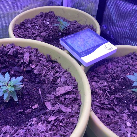 Tortoni growlog timeline photo
