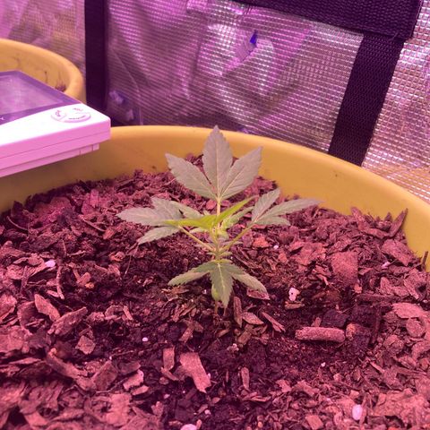 Tortoni growlog timeline photo