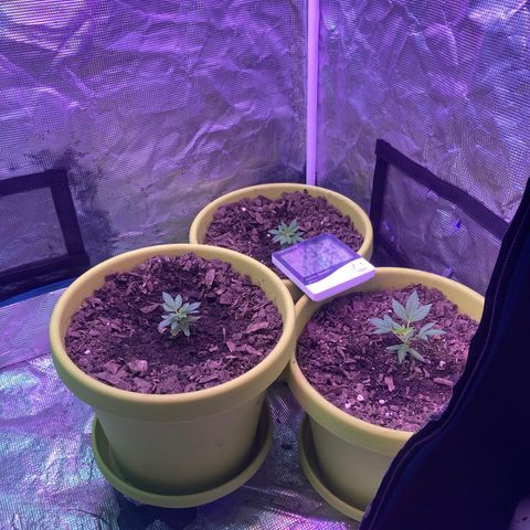 Tortoni growlog timeline photo