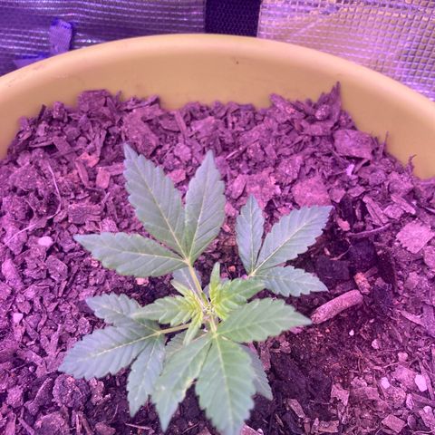 Tortoni growlog timeline photo