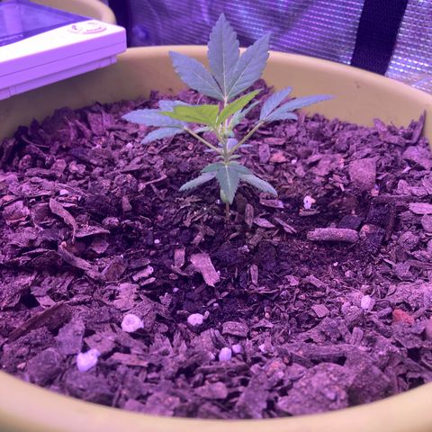 Tortoni growlog timeline photo