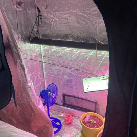 Ice Cream Cake feminised  growlog photo: Not them inside the tent I’ll be using this one and the bigger it gets the higher the fan will go and upgrade’s soon to be in. When they must go in they will have everything 