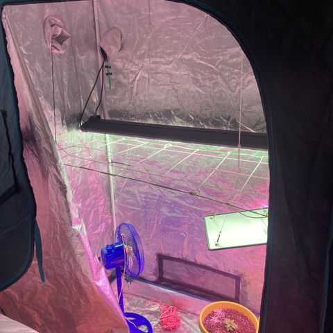 Critical feminised  growlog photo: Not them inside the tent I’ll be using this one and the bigger it gets the higher the fan will go and upgrade’s soon to be in when they go in the tent will be done 
