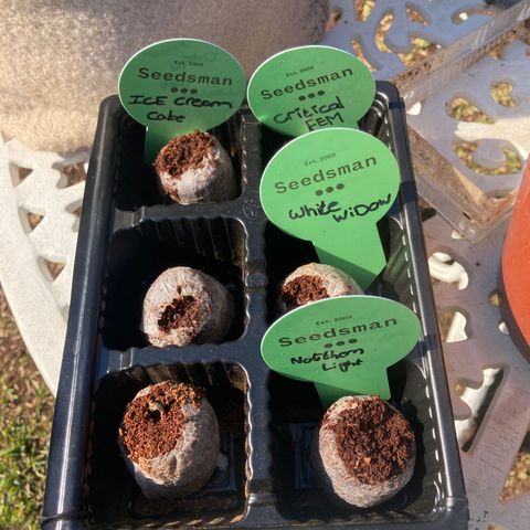 Ice Cream Cake feminised  growlog photo: 2 hours of extra light to make them use to light
