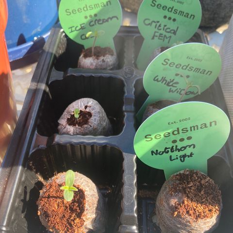 Critical feminised  growlog photo: All are feminised 