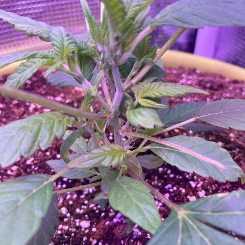 Tortoni growlog photo: Looking good feminised veg 