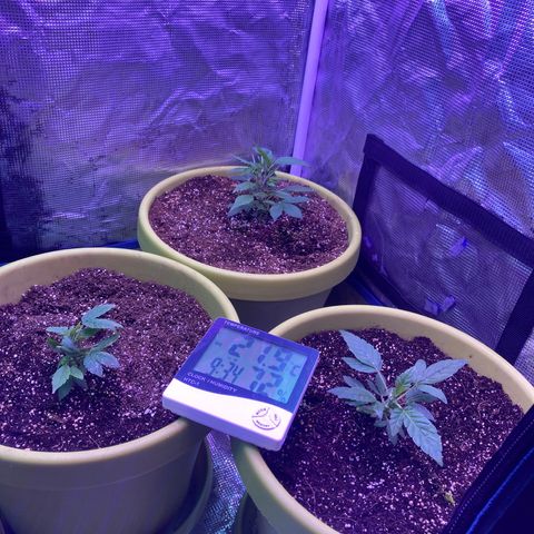 Tortoni growlog photo: Looking good feminised veg 
