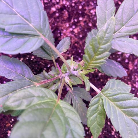 Tortoni growlog photo: Looking good feminised veg 
