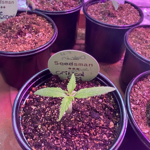 Critical feminised  growlog photo: Looking good 