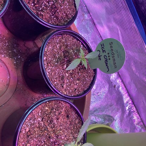 Ice Cream Cake feminised  growlog timeline photo