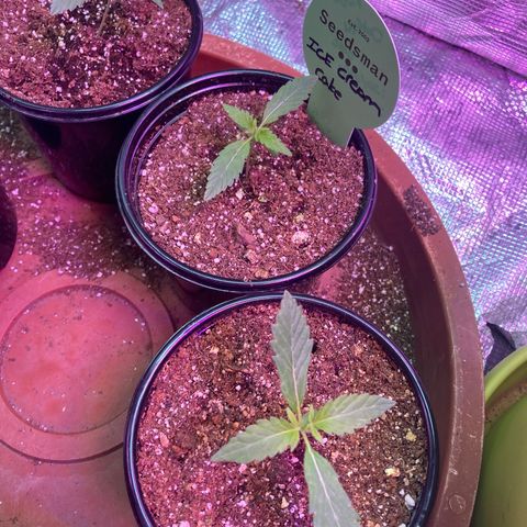 Ice Cream Cake feminised  growlog timeline photo