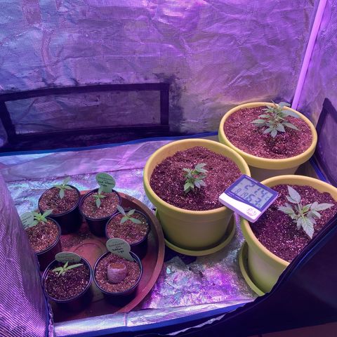 Ice Cream Cake feminised  growlog timeline photo