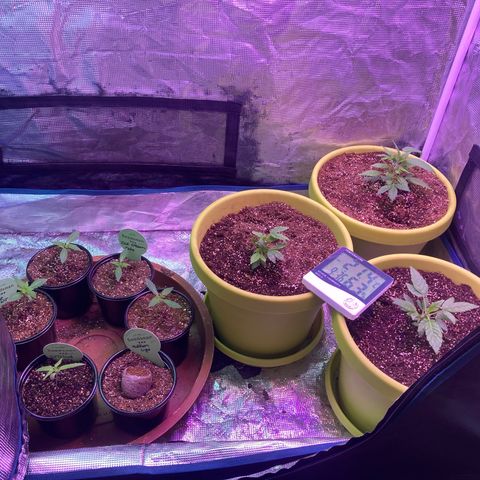 Critical feminised  growlog timeline photo
