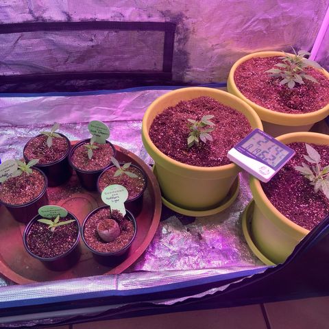 Critical feminised  growlog timeline photo