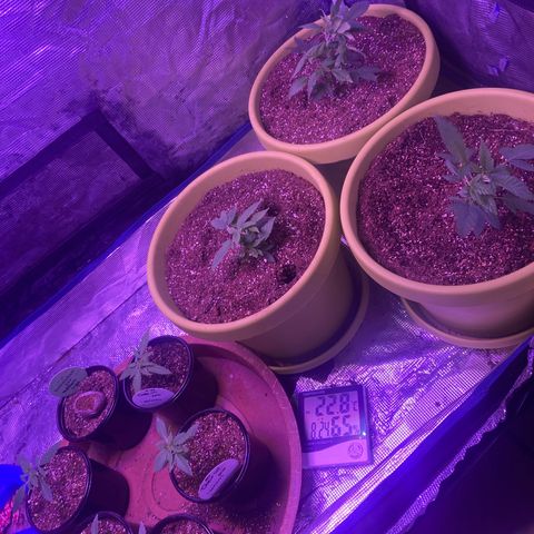 Tortoni growlog photo: These two one is for this tent and the other one is for a wooden built box tent diy almost finished thanks seedsman and the best grow for everything so far 