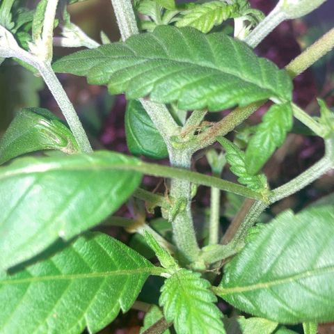 Tortoni growlog timeline photo