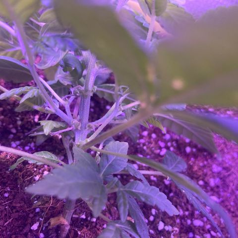 Tortoni growlog timeline photo