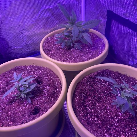 Tortoni growlog timeline photo