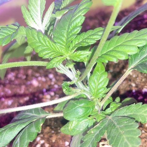 Tortoni growlog timeline photo