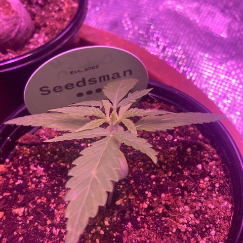 Critical feminised  growlog photo: These two one is for this tent and the other one is for a wooden built box tent diy almost finished thanks seedsman and the best grow for everything so far 