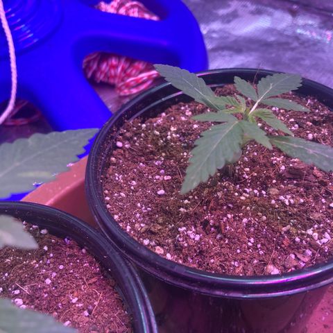 Ice Cream Cake feminised  growlog photo: These two one is for this tent and the other one is for a wooden built box tent diy almost finished thanks seedsman and the best grow for everything so far 