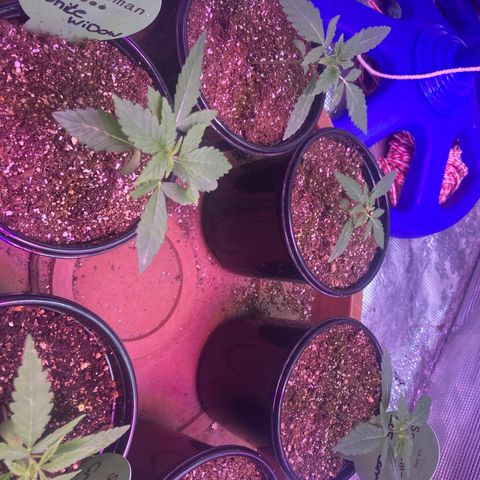 Ice Cream Cake feminised  growlog photo: These two one is for this tent and the other one is for a wooden built box tent diy almost finished thanks seedsman and the best grow for everything so far 