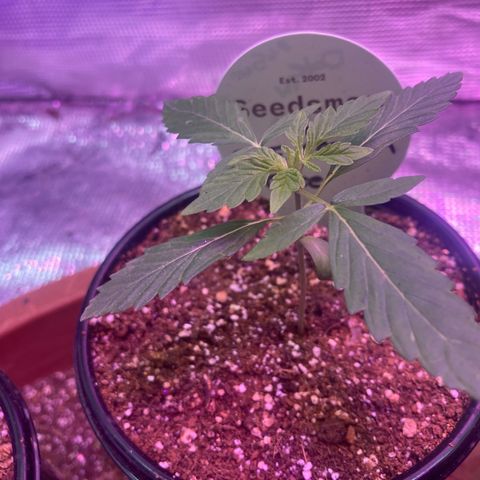 Ice Cream Cake feminised  growlog photo: These two one is for this tent and the other one is for a wooden built box tent diy almost finished thanks seedsman and the best grow for everything so far 